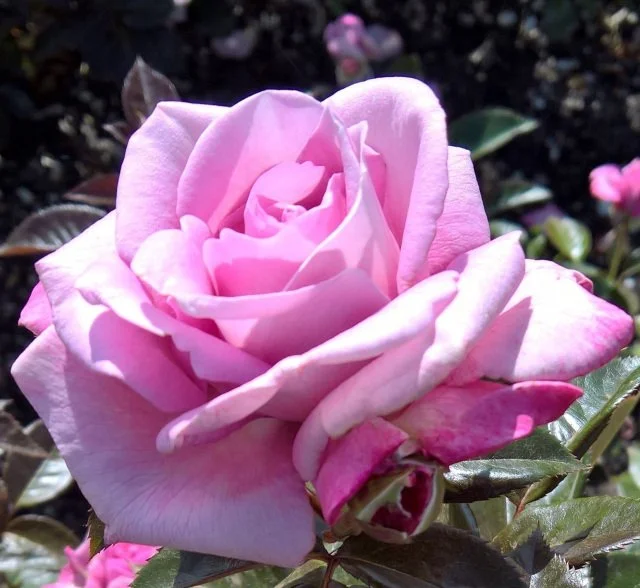 Champagne Fragrant Showpiece — Select Roses